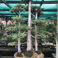 Yamaguchi Bonsai Nursery Garden Center In Los Angeles Photo Taken At Yamaguchi Bonsai Nursery By Nakisa S On 2 20 2017