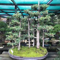 Yamaguchi Bonsai Nursery Garden Center In Los Angeles Photo Taken At Yamaguchi Bonsai Nursery By Nakisa S On 2 20 2017