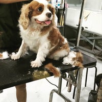 Photo taken at the grooming table by Adrianna T. on 3/24/2016