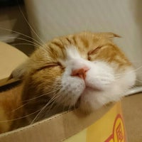 猫カフェ 茶々丸 Cafe Em 水戸市