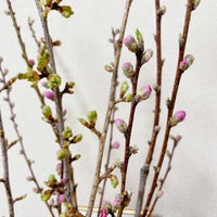東京フラワーマーケット 西葛西メトロ店 Flower Shop In 葛西 東京フラワーマーケット 西葛西メトロ店 Flower Shop In 葛西