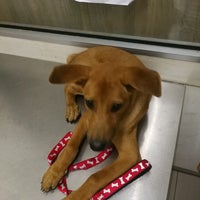 Usj Animal Clinic Veterinarian In Subang Jaya