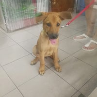 Usj Animal Clinic Veterinarian In Subang Jaya