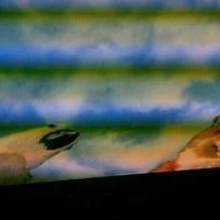 vca parkwood animal hospital