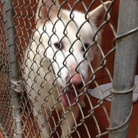 Lincoln County Animal Shelter - Edgecomb, ME