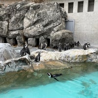 Photo taken at Nagasaki Penguin Aquarium by もなかちゃーん on 2/3/2024