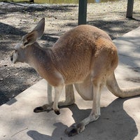 Photo taken at Currumbin Wildlife Sanctuary by Tracy S. on 11/30/2023