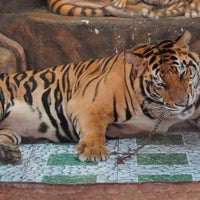 Photo taken at Sriracha Tiger Zoo by Pahn💛 . on 10/18/2020