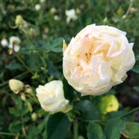 Heritage Rose Garden San Jose 2020 What To Pasmado Before