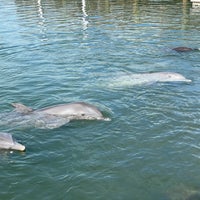 Photo taken at Dolphin Research Center by Péter K. on 3/2/2021
