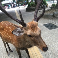 Photo taken at Nara Park by ともたか on 8/11/2017