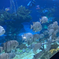 Photo taken at The Seas with Nemo &amp;amp; Friends by D on 4/19/2024