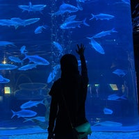 Photo taken at Jakarta Aquarium by Yayadan on 9/22/2023