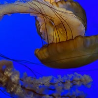 Photo taken at Steinhart Aquarium by beno h. on 3/28/2021