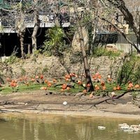 Photo taken at Dallas Zoo by Ted R. on 4/20/2022
