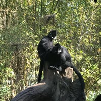 Photo taken at Chimpanzees of Mahale Mountains by Kim- P. on 4/3/2017