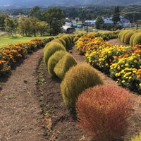 ひるがの高原 コキアパーク 高鷲ひるがの