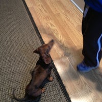 noah's emergency animal hospital