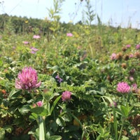 以久科原生花園 斜里町 北海道