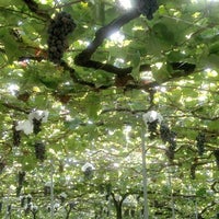 柏原市観光ぶどうセンター Vineyard