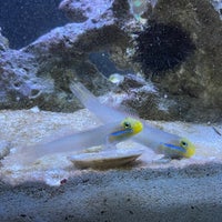 Снимок сделан в Strictly Fish Miami Aquarium пользователем Abdiel N. 12/12/2023