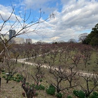 Photo taken at Osaka Castle Plum Orchard by T K. on 1/27/2024