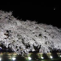 野川桜ライトアップ 調布 佐須町3