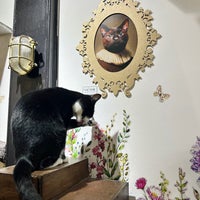 Photo taken at Lady Dinah&amp;#39;s Cat Emporium by CC on 9/18/2023