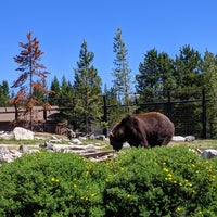 grizzly