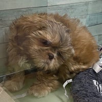 Puppy store las vegas deals