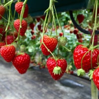 相葉いちご園 1 Tip