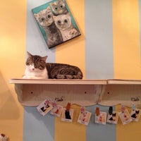 Chat Mallows Cafe 8 Tips