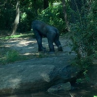 Photo taken at Congo Gorilla Forest by Craig C. on 9/2/2022