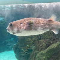 Das Foto wurde bei New York Aquarium von Diane S. am 4/16/2024 aufgenommen