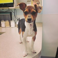 vca black mountain animal hospital