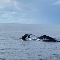 Photo taken at Cape Ann Whale Watch by sina h. on 9/4/2021