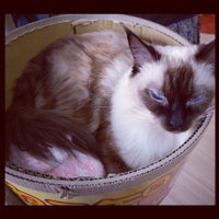 猫カフェ Nyaon Now Closed 太宰府市 福岡県