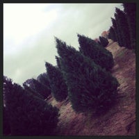 Old Time Christmas Tree Farm - 7632 Spring Cypress Rd