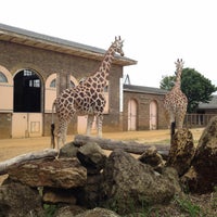 Photo taken at ZSL London Zoo by Valentina D. on 7/3/2017
