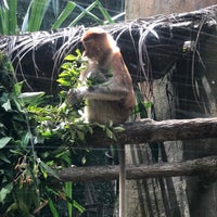 Photo taken at Proboscis Monkey Enclosure by Lory S. on 8/9/2018