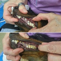 Ez Vet Veterinary Clinic Pinellas Park Pinellas Park Fl
