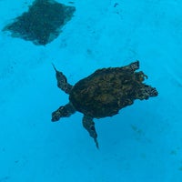 Photo taken at Sea Turtle Pool by komogucci on 4/1/2023