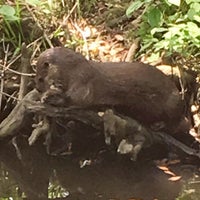 Image added by Phillip D at Otter Exhibit @ Brookgreen Gardens Zoo