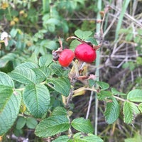 以久科原生花園 斜里町 北海道