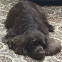 furry friends dog grooming