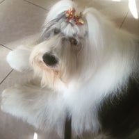 furry friends dog grooming