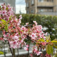 Photo taken at 桜神宮 by nakataTin on 3/19/2024