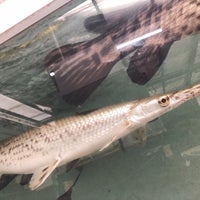 Photo taken at 錦鯉・熱帯魚 かのう by ち り み な .. on 7/13/2020