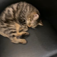 猫cafe Calm Cafe In 豊中市 猫cafe Calm Cafe In 豊中市