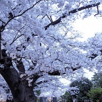Photo taken at Yanaka Cemetery by Shungo A. on 4/6/2024